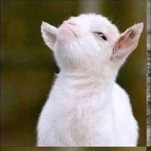 Meet your Posher, Leah